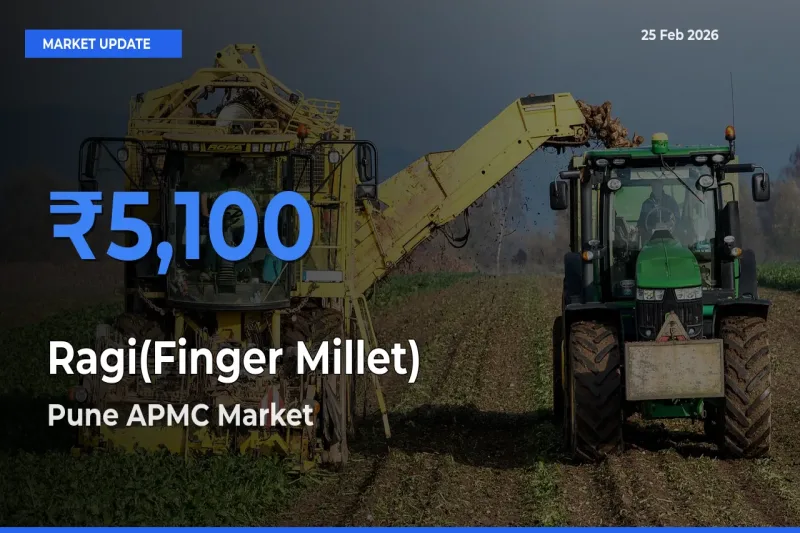 Farmers Prefer Pune APMC as Ragi(Finger Millet) Hits Highest Rate