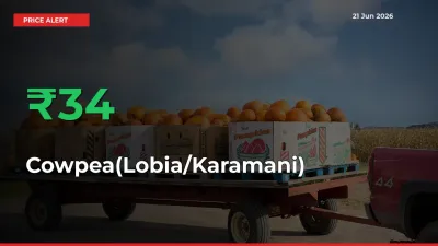 33.89% Spike in Cowpea(Lobia/Karamani) Prices – Mandi Sees Sudden Rally