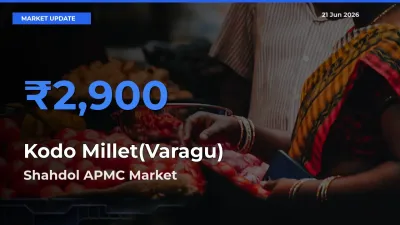 Shahdol APMC Leads as Top Mandi for Kodo Millet(Varagu) Prices