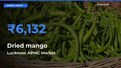 Lucknow APMC Tops Dried mango Mandi Rates Today