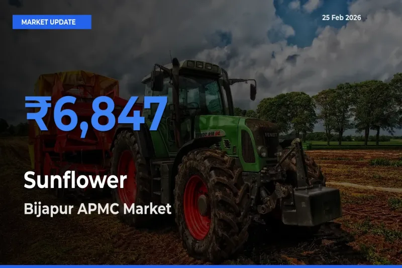Bijapur APMC Leads as Top Mandi for Sunflower Prices