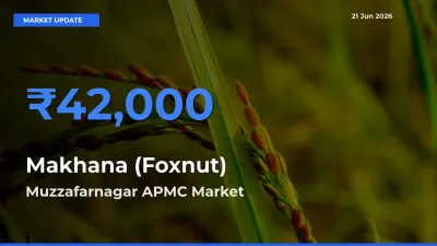 Market Watch: Muzzafarnagar APMC Becomes Top Mandi for Makhana (Foxnut)