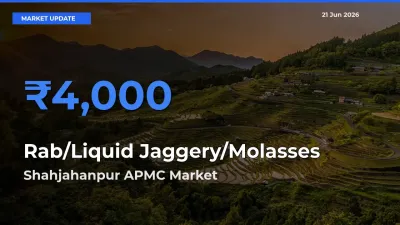 Farmers Prefer Shahjahanpur APMC as Rab/Liquid Jaggery/Molasses Hits Highest Rate