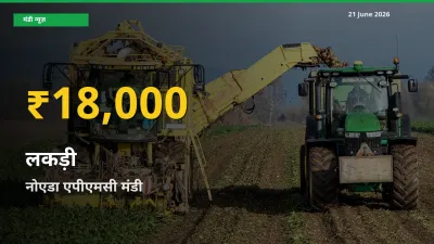 30 दिनों में सबसे ऊँचे स्तर पर लकड़ी के दाम, नोएडा एपीएमसी में उछाल