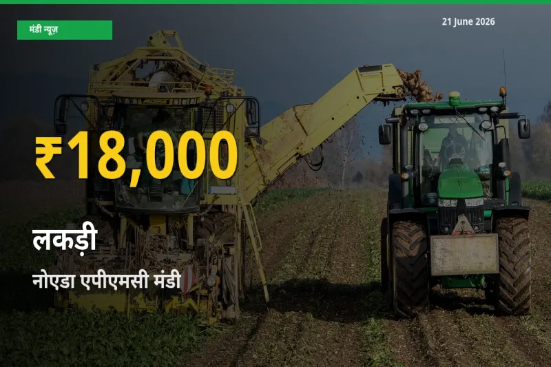 30 दिनों में सबसे ऊँचे स्तर पर लकड़ी के दाम, नोएडा एपीएमसी में उछाल