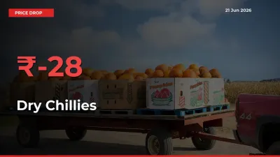 Dry Chillies Falls 28.28% at Mandis