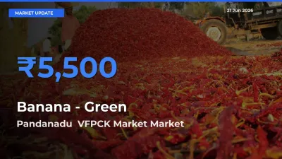 Market Watch: Pandanadu  VFPCK Market Becomes Top Mandi for Banana - Green