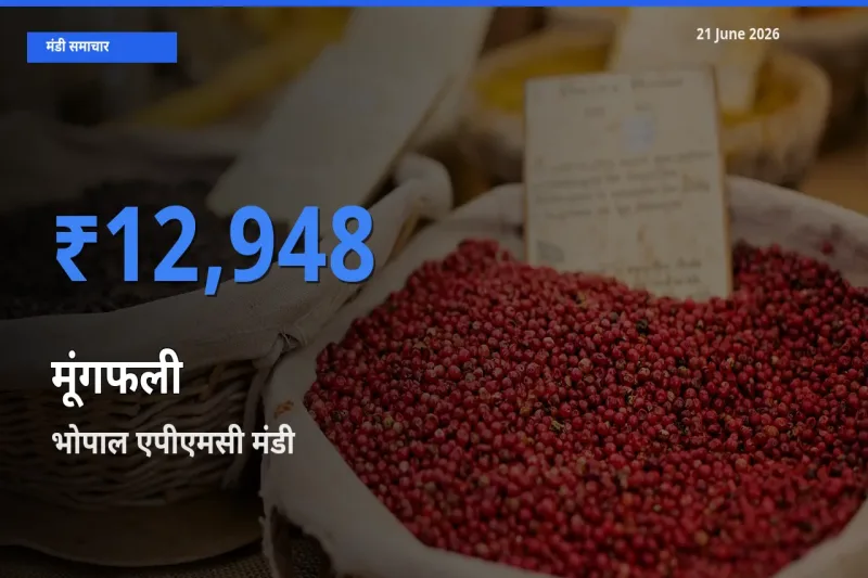 भोपाल एपीएमसी मंडी में आज मूंगफली के सबसे ऊँचे दाम दर्ज