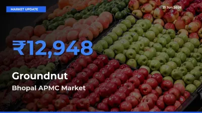 Bhopal APMC Emerges as Top Mandi for Groundnut Prices Today