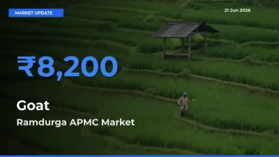 Ramdurga APMC Emerges as Top Mandi for Goat Prices Today