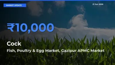 Market Watch: Fish, Poultry & Egg Market, Gazipur APMC Becomes Top Mandi for Cock
