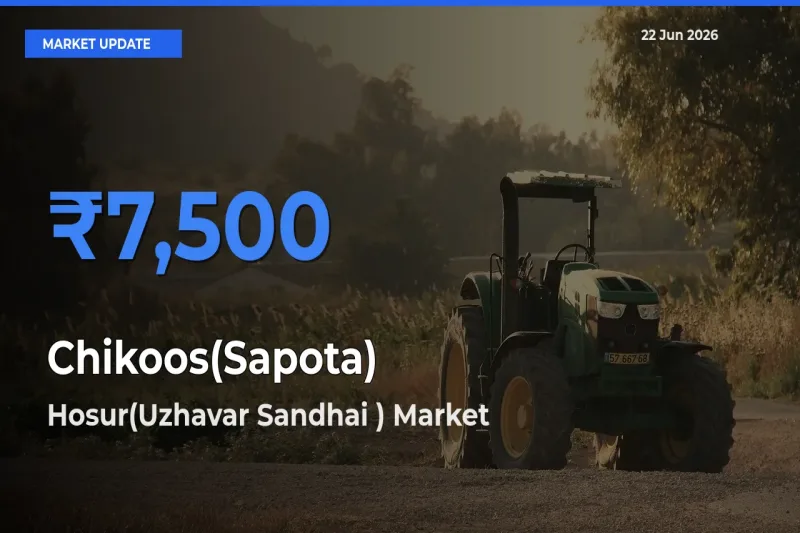 Hosur(Uzhavar Sandhai ) Emerges as Top Mandi for Chikoos(Sapota) Prices Today