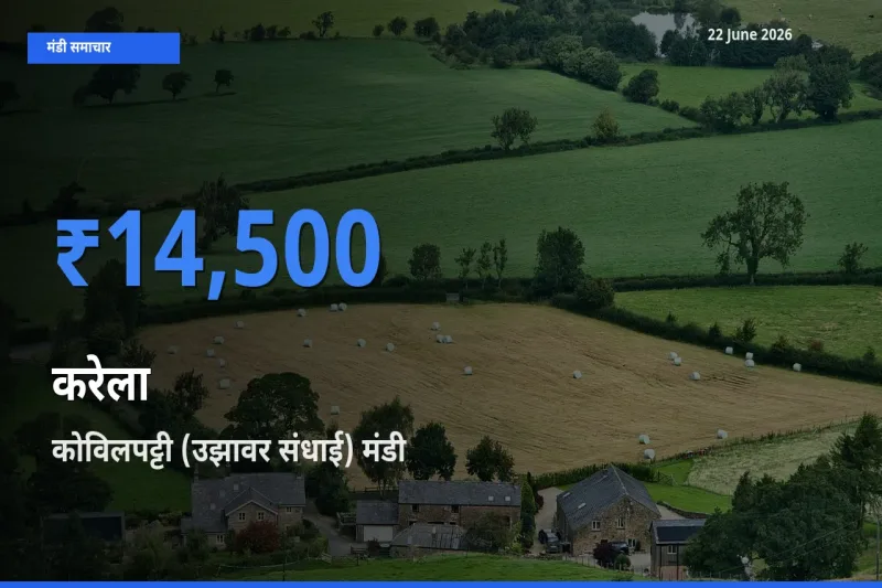 बाज़ार संकेत: कोविलपट्टी (उझावर संधाई) बना करेला के लिए आज की टॉप मंडी