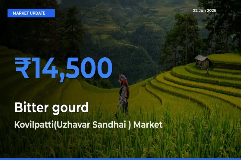 Kovilpatti(Uzhavar Sandhai ) Emerges as Top Mandi for Bitter gourd Prices Today
