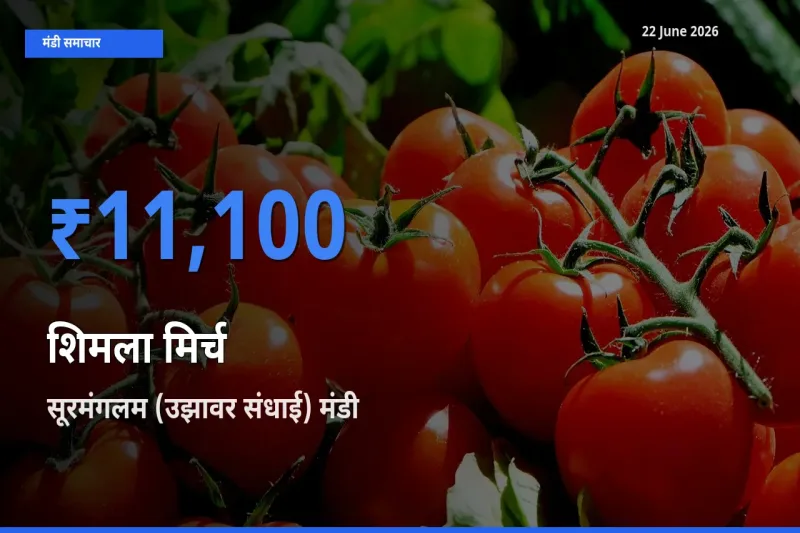 टॉप मंडी बना सूरमंगलम (उझावर संधाई)! शिमला मिर्च के सबसे ऊँचे दाम यहीं दर्ज