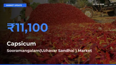 Sooramangalam(Uzhavar Sandhai ) Tops Capsicum Mandi Rates Today