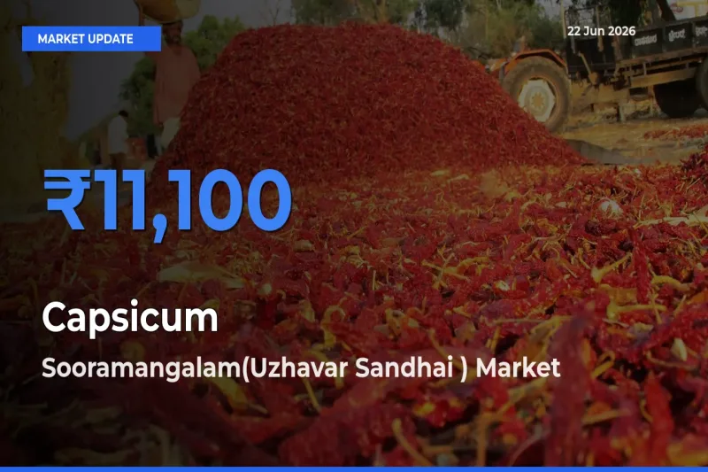 Sooramangalam(Uzhavar Sandhai ) Tops Capsicum Mandi Rates Today