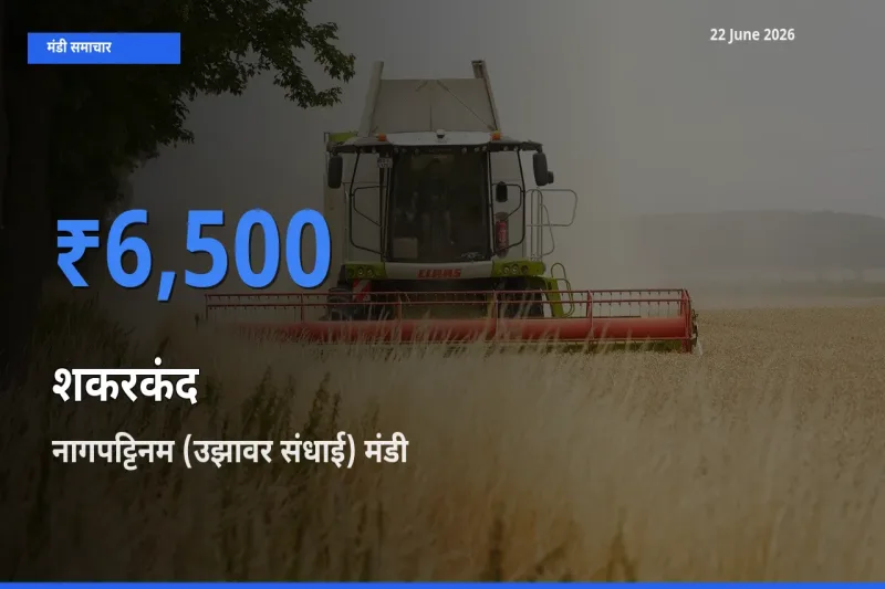 किसानों की पसंद बना नागपट्टिनम (उझावर संधाई), शकरकंद के सबसे अच्छे दाम