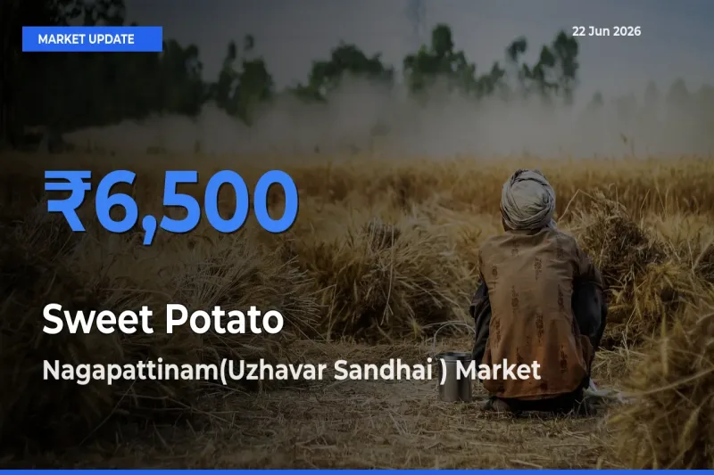 Market Watch: Nagapattinam(Uzhavar Sandhai ) Becomes Top Mandi for Sweet Potato