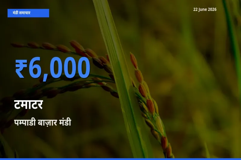 पम्पाडी बाज़ार मंडी में टमाटर ₹6,000 पर पहुँचा – आज का सर्वोच्च भाव
