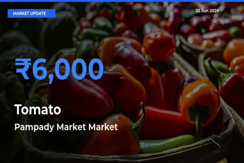 Pampady Market Emerges as Top Mandi for Tomato Prices Today