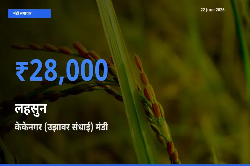 किसानों की पसंद बना केकेनगर (उझावर संधाई), लहसुन के सबसे अच्छे दाम