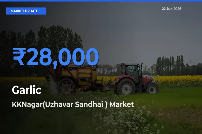 KKNagar(Uzhavar Sandhai ) Leads as Top Mandi for Garlic Prices