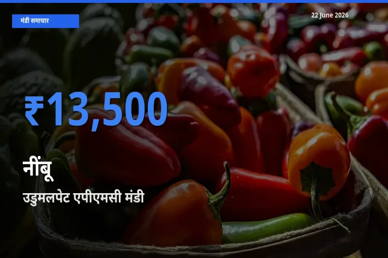 टॉप मंडी बना उडुमलपेट एपीएमसी! नींबू के सबसे ऊँचे दाम यहीं दर्ज