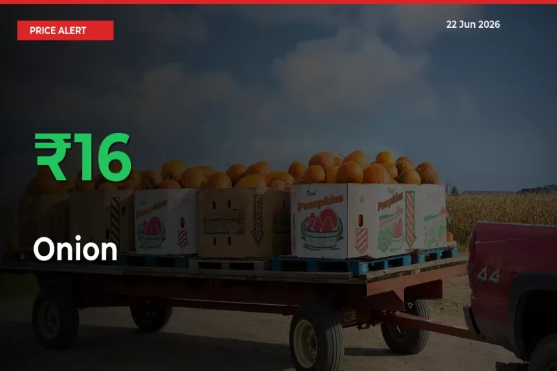 Onion Mandi Rate Today: Prices Jump 16.39% at Market