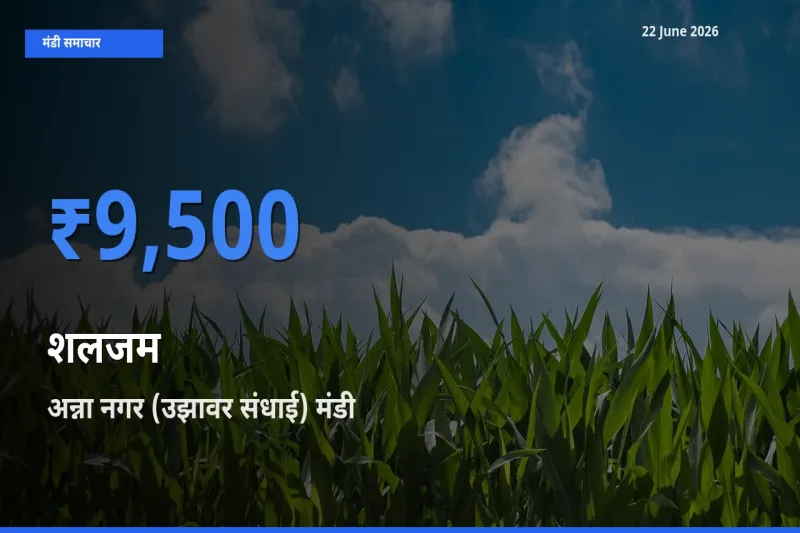 अन्ना नगर (उझावर संधाई) मंडी में आज शलजम के सबसे ऊँचे दाम दर्ज