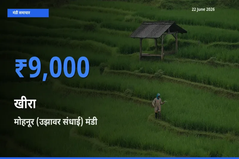 किसानों की पसंद बना मोहनूर (उझावर संधाई), खीरा के सबसे अच्छे दाम