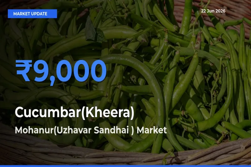 Mohanur(Uzhavar Sandhai ) Emerges as Top Mandi for Cucumbar(Kheera) Prices Today
