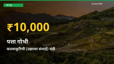 30 दिनों में सबसे ऊँचे स्तर पर पत्ता गोभी के दाम, कल्लाकुरिची (उझावर संधाई) में उछाल