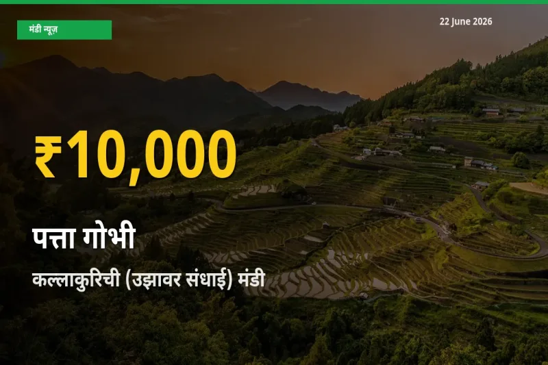 30 दिनों में सबसे ऊँचे स्तर पर पत्ता गोभी के दाम, कल्लाकुरिची (उझावर संधाई) में उछाल