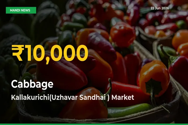 Why Cabbage Prices Are Climbing in Kallakurichi(Uzhavar Sandhai ) – Today’s New High Explained