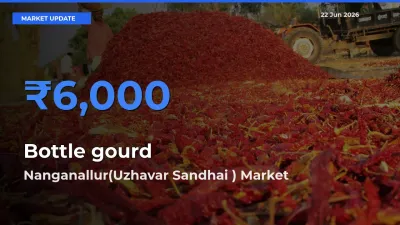 Nanganallur(Uzhavar Sandhai ) Records Highest ₹6,000 Rate for Bottle gourd