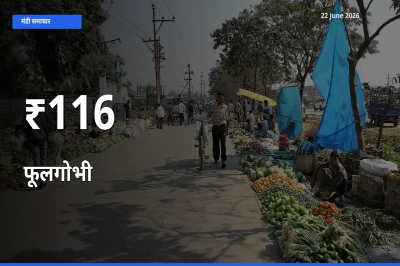 116+ मंडियों में फूलगोभी के दामों का एक जैसा ट्रेंड