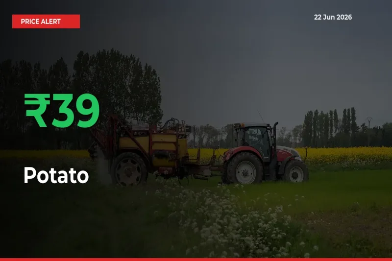 39.09% Spike in Potato Prices – Mandi Sees Sudden Rally