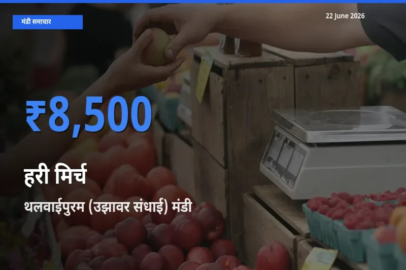 आज हरी मिर्च के सबसे ऊँचे दाम ₹8,500 थलवाईपुरम (उझावर संधाई) मंडी में