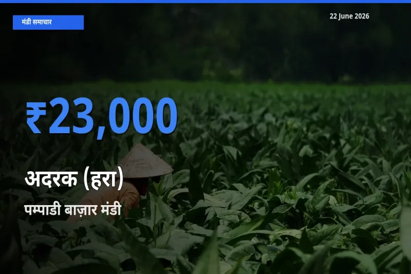 आज अदरक (हरा) के सबसे ऊँचे दाम ₹23,000 पम्पाडी बाज़ार मंडी में