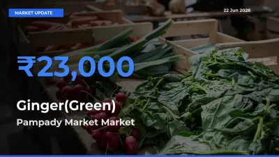 Top Performer! Pampady Market Offers Best Ginger(Green) Price Today