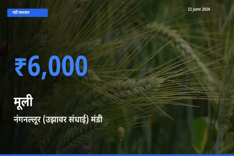 22 June अपडेट: मूली के सबसे ऊँचे दाम नंगनल्लूर (उझावर संधाई) मंडी में