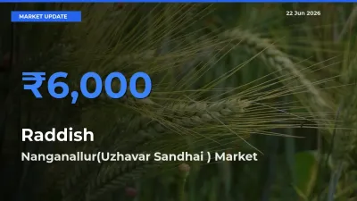 Farmers Prefer Nanganallur(Uzhavar Sandhai ) as Raddish Hits Highest Rate