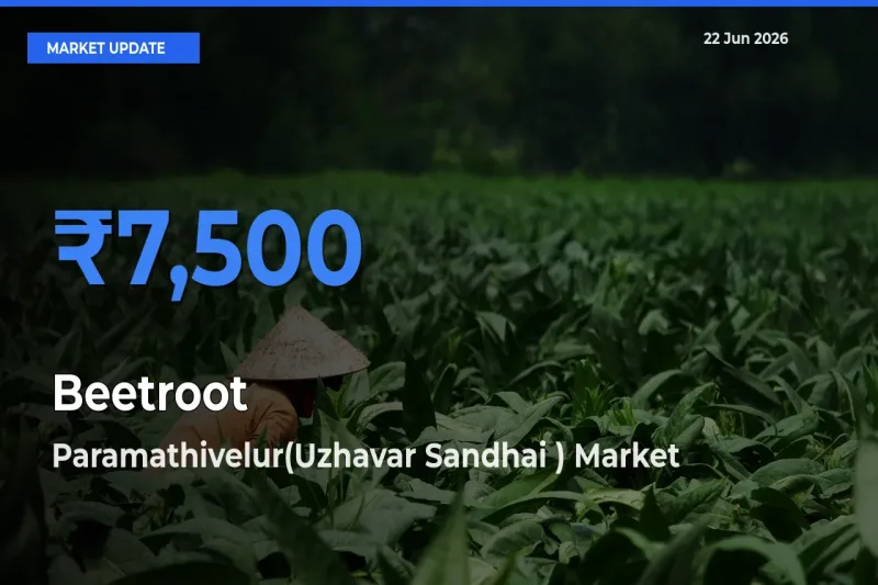 Paramathivelur(Uzhavar Sandhai ) Emerges as Top Mandi for Beetroot Prices Today