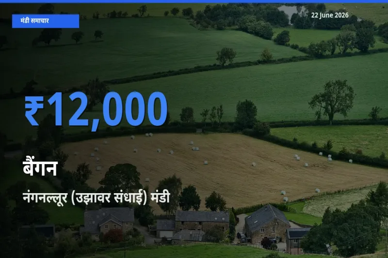 आज का मंडी भाव: बैंगन के सबसे ज़्यादा दाम नंगनल्लूर (उझावर संधाई) में