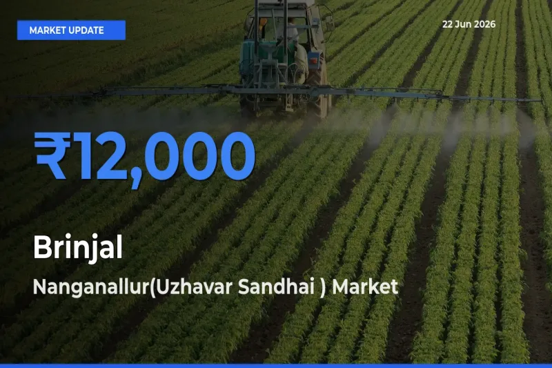 Nanganallur(Uzhavar Sandhai ) Offers ₹12,000 – Highest Brinjal Rate Today