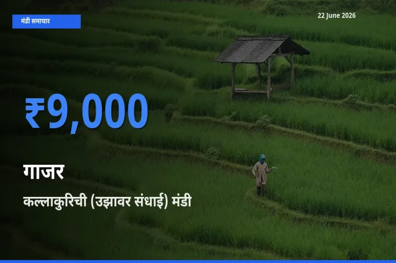 आज का मंडी भाव: गाजर के सबसे ज़्यादा दाम कल्लाकुरिची (उझावर संधाई) में