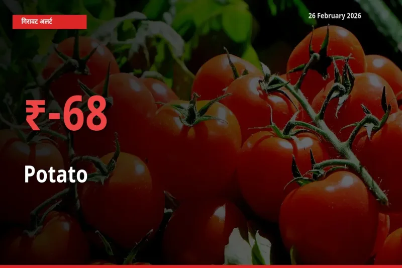 बाज़ार संकेत: Potato के भाव मंडी में 67.61% नीचे