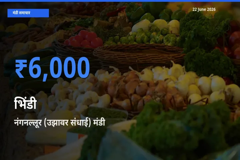 टॉप मंडी बना नंगनल्लूर (उझावर संधाई)! भिंडी के सबसे ऊँचे दाम यहीं दर्ज