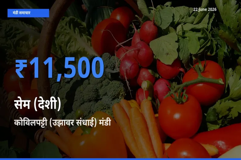आज सेम (देशी) के सबसे ज़्यादा दाम कोविलपट्टी (उझावर संधाई) मंडी में दर्ज